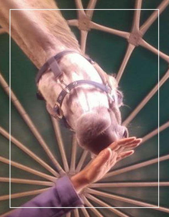 Il cavallo come maestro di formazione