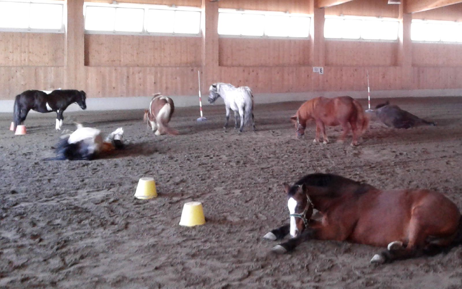 Le strutture di Articolo V Horse Academy