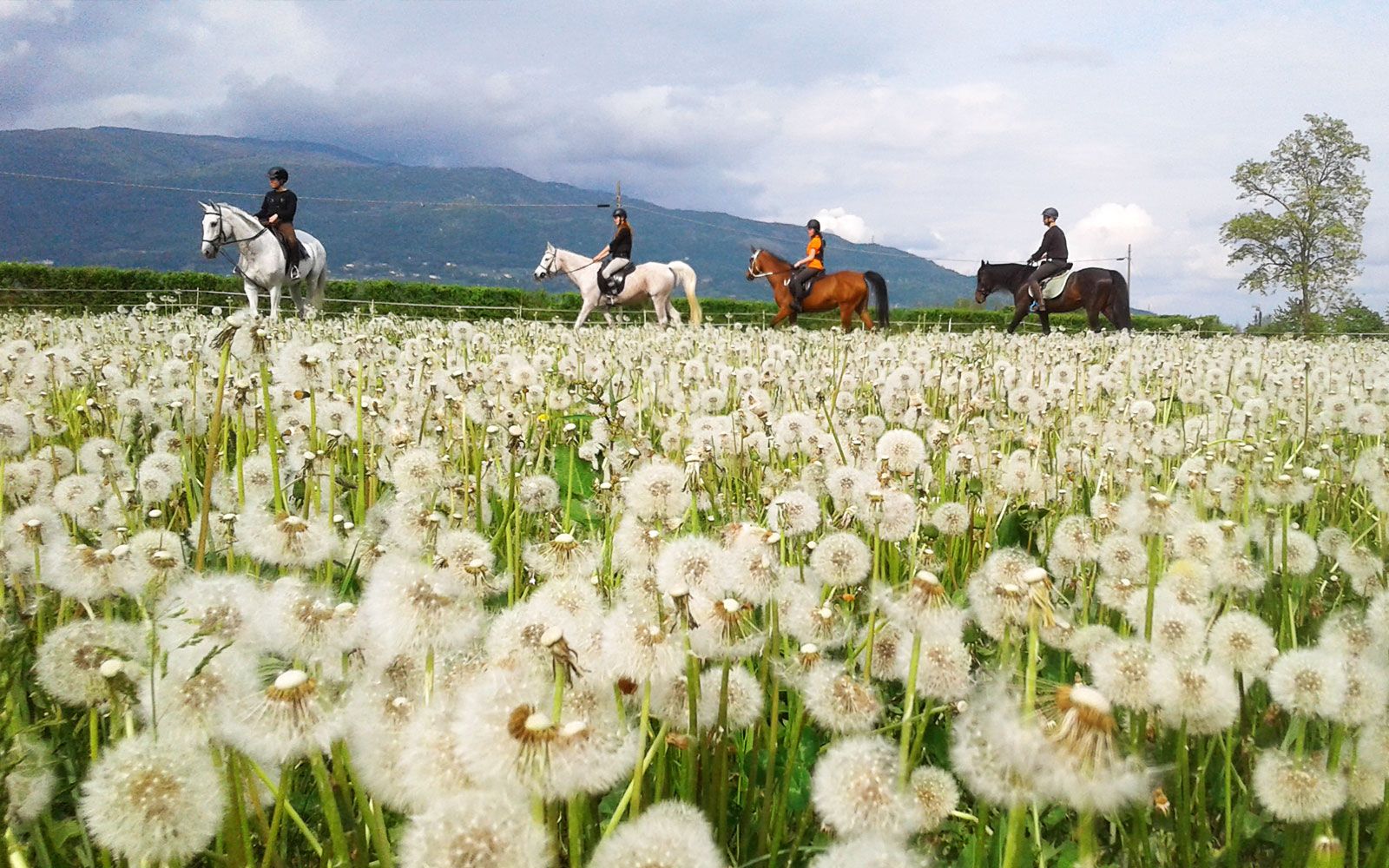 Le strutture di Articolo V Horse Academy